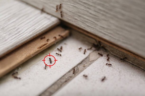 Best Wasp Removal Services  in Hernando, FL