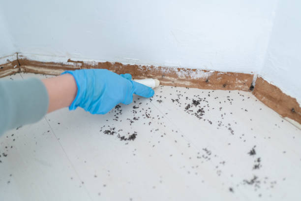 Professional Pest Control in Hernando, FL